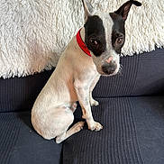 Pogo participe au concours pour gagner de l'argent avec cette photo : dog, pet, small_dog, black_and_white, red_collar, couch, indoor, furniture, blanket, fluffy, sitting, looking, animal, canine, companion, cute, domestic, home, texture, resting