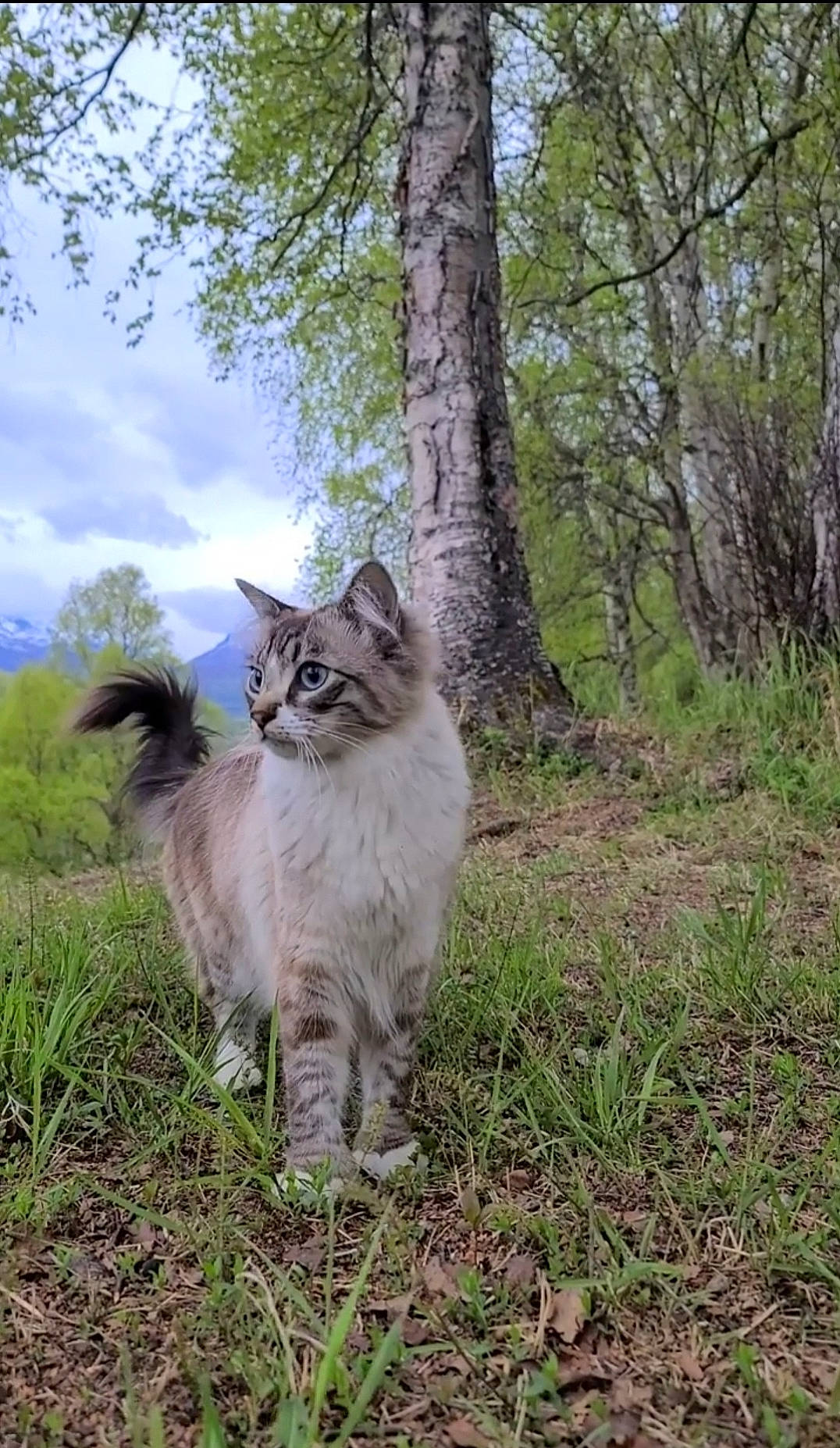Walter is registered to the contest to win money with this photo: carnivore, cat, cloud, dog_breed, domestic_short_haired_cat, fawn, felidae, fur, grass, natural_landscape, plant, sky, small_to_medium_sized_cats, snout, tail, terrestrial_animal, tree, trunk, whiskers, wood