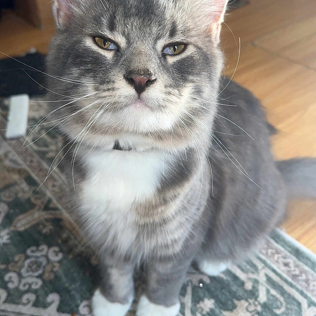 Mr.kitty joined the competition — help win amazing prizes! animal, carpet, cat, closeup, cute, domestic_cat, ears, feline, floor, fur, gray_cat, household, indoor, pet, relaxed, sitting, tabby, whiskers, white_chest, white_paws