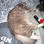 Mr.kitty joined the competition — help win amazing prizes! cat, bed, blanket, clothing, electronic_cords, furniture, indoor, long_hair, pet, resting, sleeping, stuffed_animals, textile, white_paws, gray_fur, striped_pattern, tail, cozy, domestic_animal, relaxation