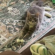 Mr.kitty is registered to the contest to win money with this photo: cat, gray_cat, white_paws, stretching, rug, patterned_rug, indoor, pet, furniture, blanket, fan, cozy, relaxed, animal, feline, home, floor, tail, ears, whiskers