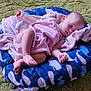 Bella Wynter joined the competition — help win amazing prizes! animal, baby, beanbag, blanket, canine, cushion, face, furniture, head, homedecor, newborn, person, pet, photography, pillow, portrait, quilt, sleeping, tubing, water