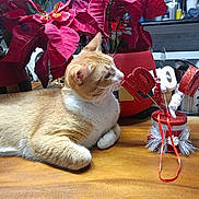 Garfield joined the competition — help win amazing prizes! cat, orange_cat, white_cat, poinsettia, red_flowers, holiday_decoration, table, wooden_table, indoor, kitchen, hot_sauce_bottle, utensil_holder, festive, christmas, curious_cat, relaxed_cat, decor, plant_pot, red_pot, holiday_cheer
