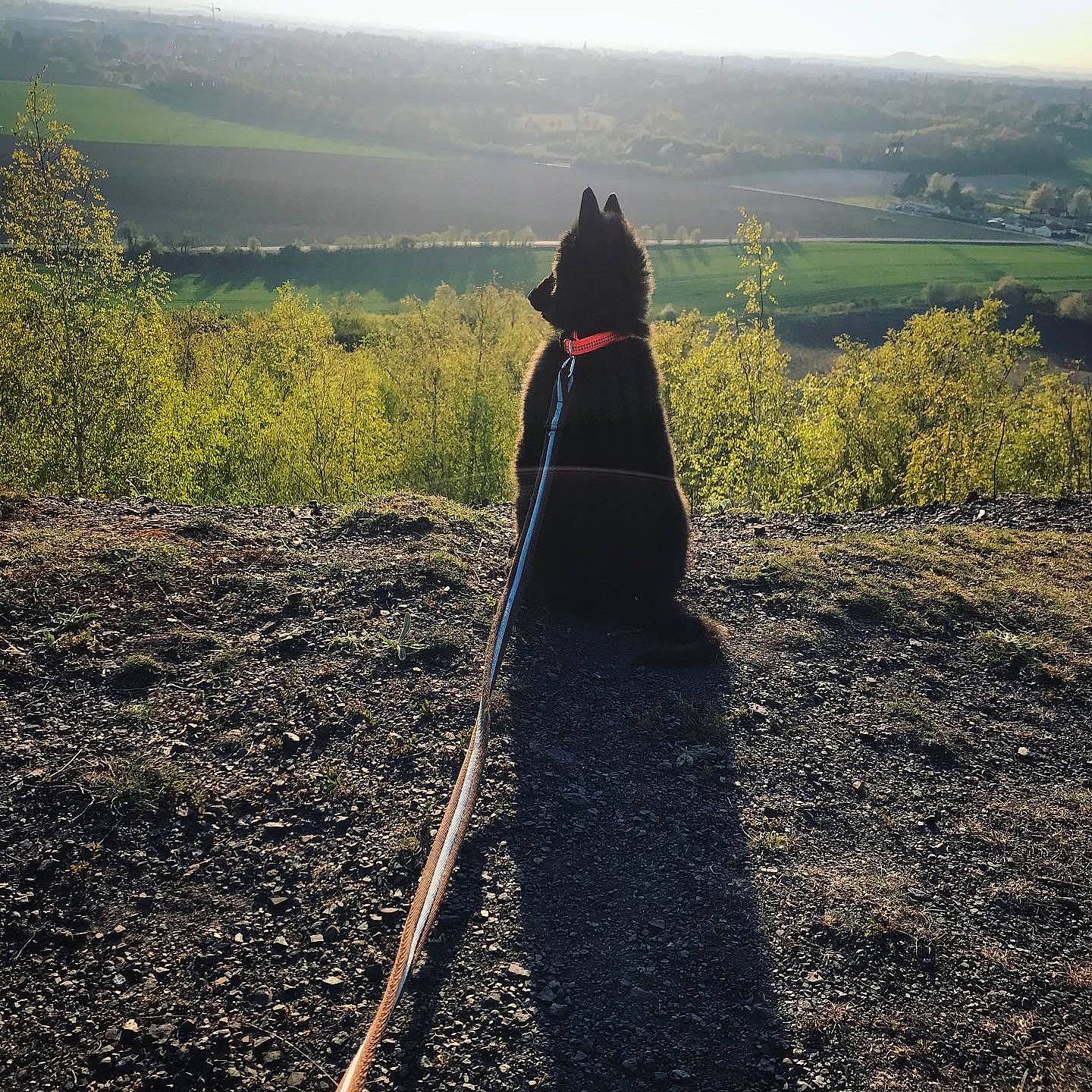 Sinaï participe au concours pour gagner de l'argent avec cette photo : branch, ecoregion, field, grass, grass_family, grassland, hill, horizon, landscape, natural_landscape, people_in_nature, plant, road, shadow, sky, slope, soil, sunlight, tints_and_shades, tree