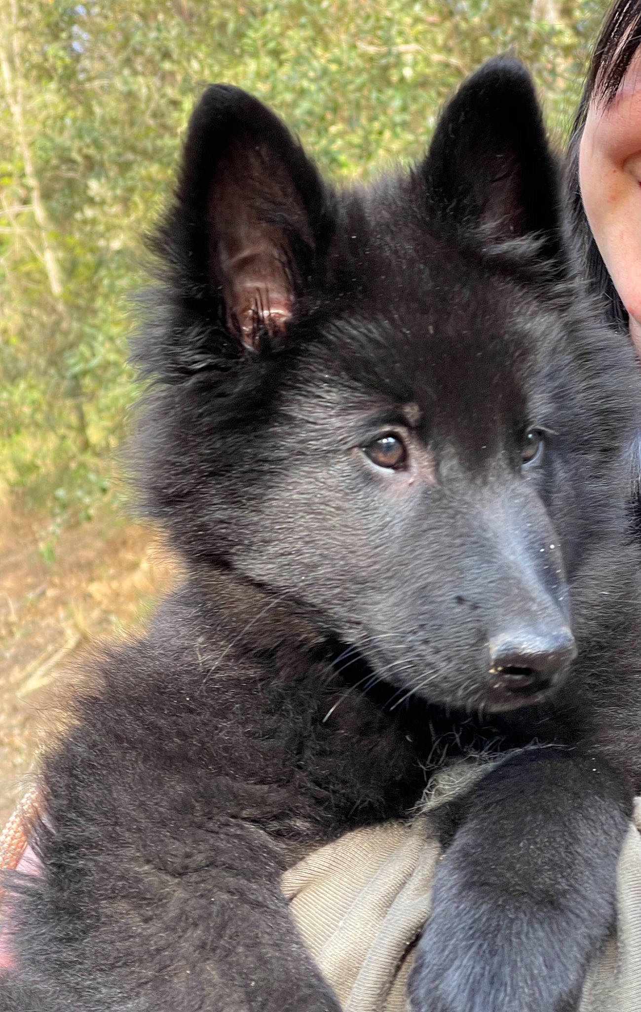 Sinaï participe au concours pour gagner de l'argent avec cette photo : ancient_dog_breeds, black_norwegian_elkhound, canidae, canis, carnivore, companion_dog, dog, dog_breed, fur, herding_dog, non_sporting_group, snout, sporting_group, terrestrial_animal, wolf, working_animal, working_dog