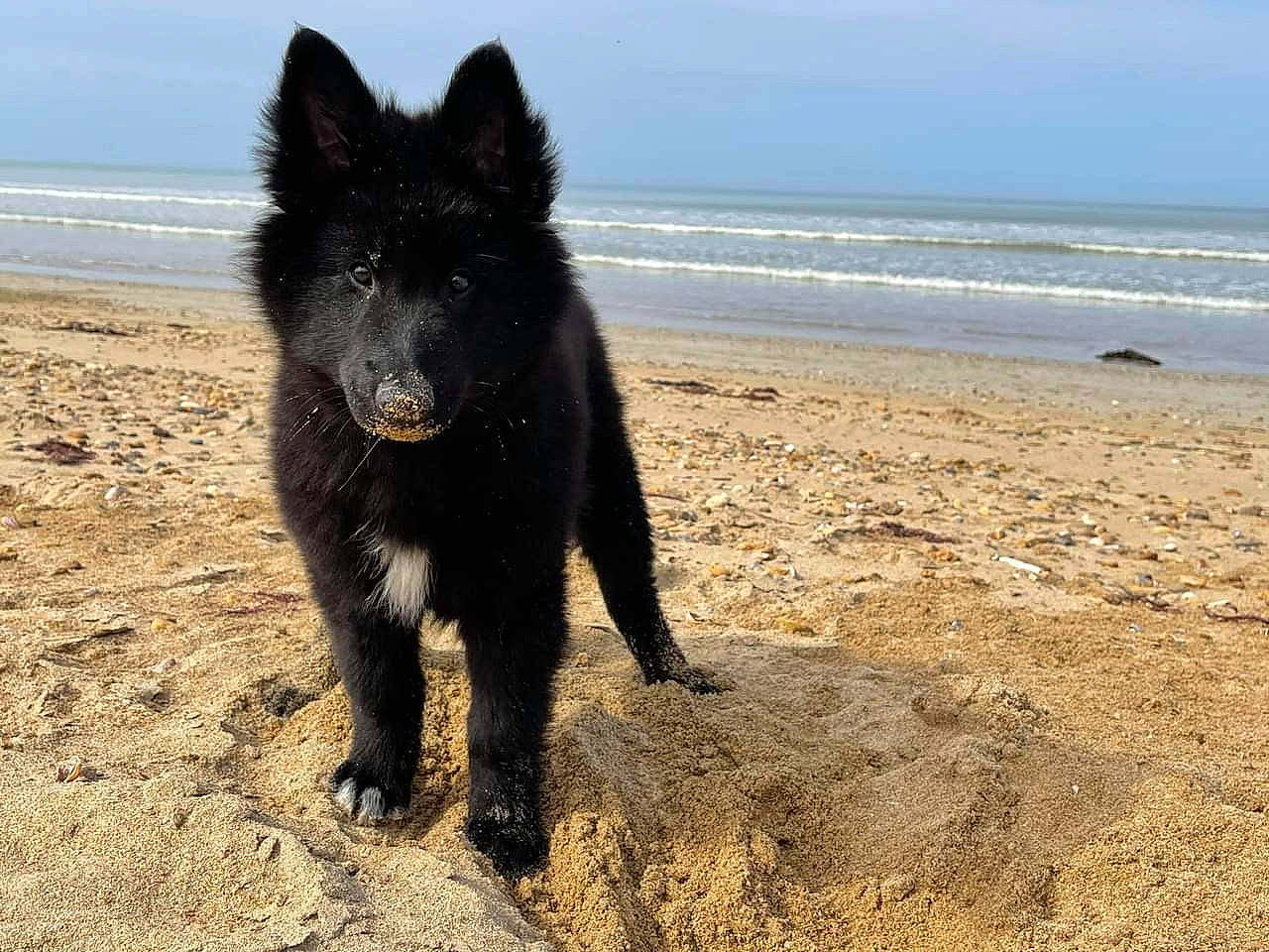 Sinaï a rejoint le concours — aidez-le/la à gagner de superbes lots ! beach, black_norwegian_elkhound, canidae, canis, carnivore, companion_dog, dog, dog_breed, guard_dog, herding_dog, ocean, sky, sporting_group, tail, terrestrial_animal, water, wildlife, wind_wave, working_animal, working_dog