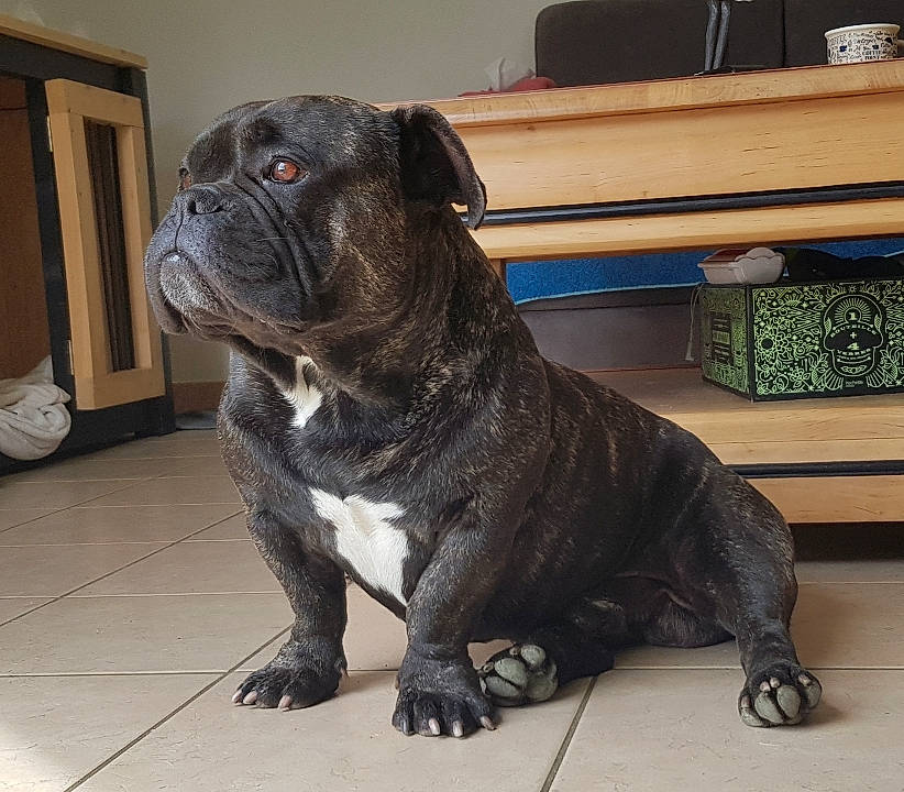 Tino participe au concours pour gagner de l'argent avec cette photo : canidae, carnivore, collar, companion_dog, dog, dog_breed, dog_collar, fawn, flooring, molosser, non_sporting_group, pug, snout, sporting_group, terrestrial_animal, toy_dog, whiskers, working_animal, working_dog, wrinkle