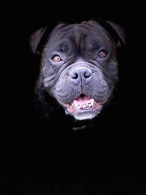 Tino a rejoint le concours — aidez-le/la à gagner de superbes lots ! canidae, carnivore, companion_dog, darkness, dog, dog_breed, fawn, flash_photography, flesh, fur, non_sporting_group, rose_order, snout, sporting_group, terrestrial_animal, whiskers, wildlife, working_animal, working_dog, wrinkle