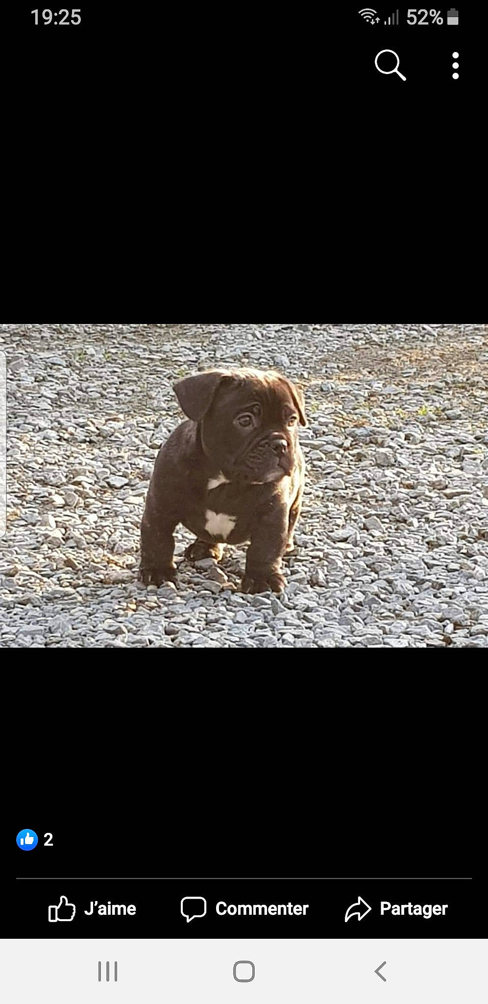Tino a rejoint le concours — aidez-le/la à gagner de superbes lots ! canidae, carnivore, companion_dog, darkness, dog_breed, flash_photography, flooring, font, human_leg, liver, photo_caption, shadow, snout, soil, sporting_group, tail, terrestrial_animal, toy, wood, working_animal