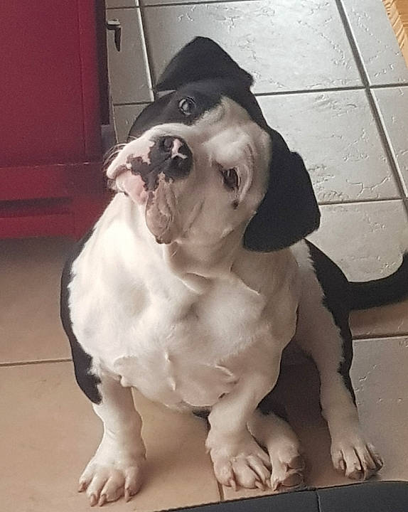 Gadji participe au concours pour gagner de l'argent avec cette photo : canidae, carnivore, collar, companion_dog, dog, dog_breed, dog_collar, dog_supply, door, fawn, flooring, fur, leash, paw, pet_supply, snout, sporting_group, tail, whiskers, working_animal