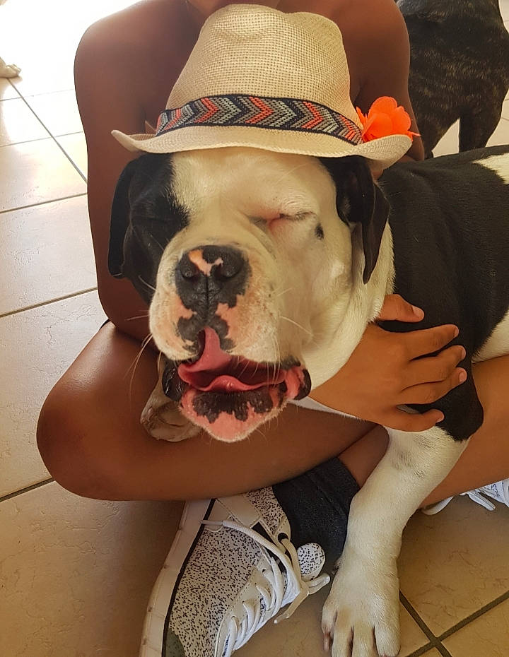 Gadji a rejoint le concours — aidez-le/la à gagner de superbes lots ! carnivore, collar, comfort, companion_dog, dog, dog_breed, dog_collar, eyewear, fawn, fedora, hat, headgear, jaw, leash, pet_supply, selfie, snout, sun_hat, white, working_animal