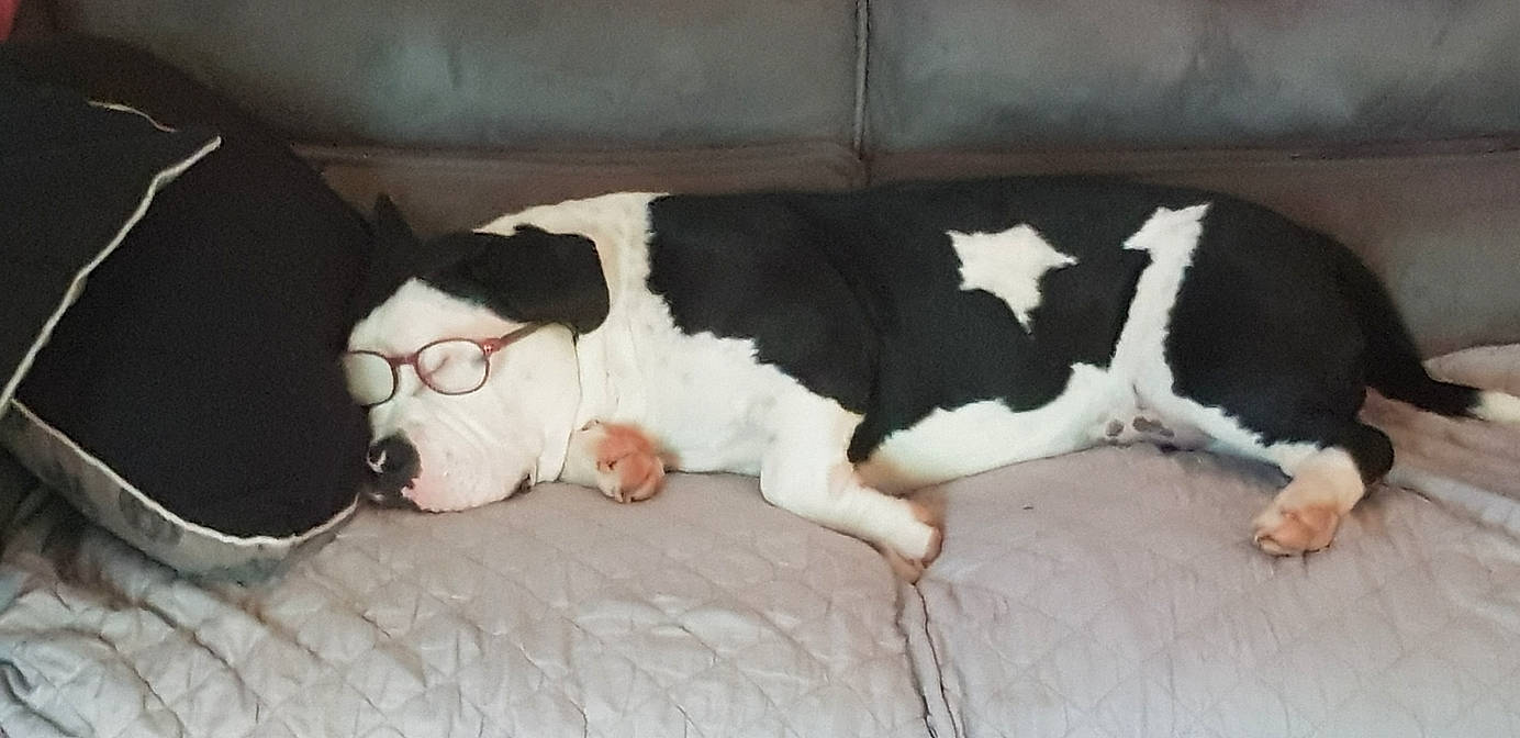 Gadji participe au concours pour gagner de l'argent avec cette photo : canidae, carmine, carnivore, comfort, companion_dog, couch, dog, dog_breed, fawn, foot, fur, human_leg, linens, paw, snout, sporting_group, tail, terrestrial_animal, vertebrate, working_animal