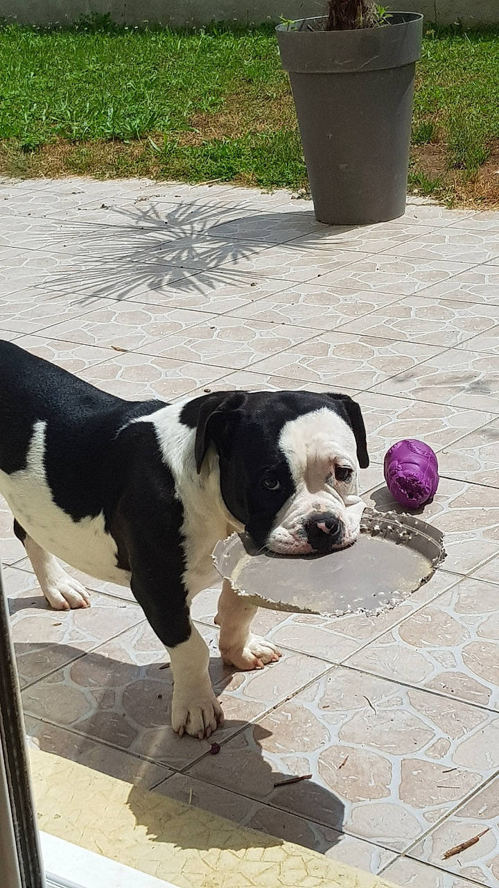 Gadji a rejoint le concours — aidez-le/la à gagner de superbes lots ! boston_terrier, canidae, carnivore, collar, companion_dog, concrete, dog, dog_breed, dog_collar, door, fawn, flooring, fur, grass, road_surface, snout, sporting_group, tail, white, working_animal