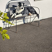 Sorgo a rejoint le concours — aidez-le/la à gagner de superbes lots ! dog, bench, outdoor, sunlight, shadow, black_and_white, relaxed, metal, fence, wall, leaf, nature, pavement, canine, pet, resting, animal, daylight, quiet, calm