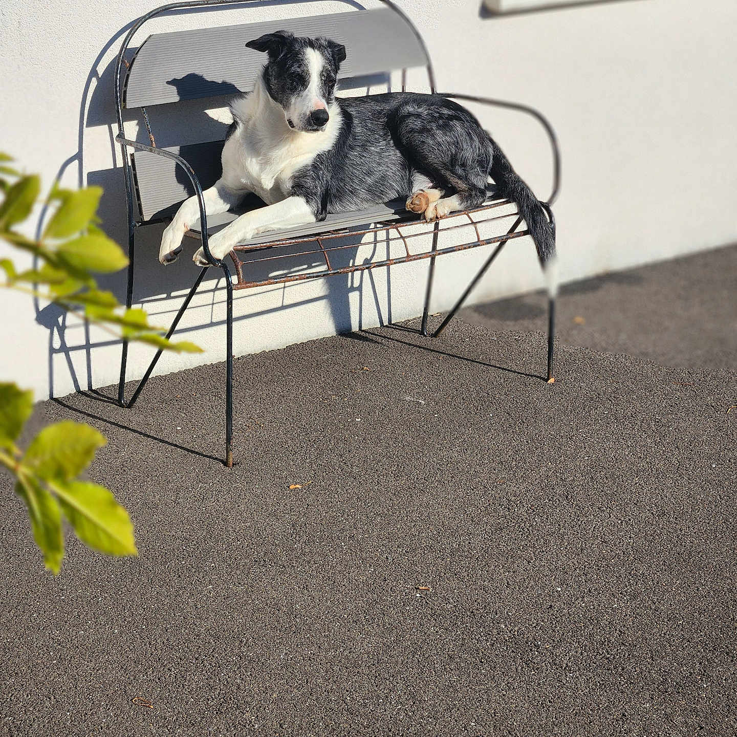 Sorgo a rejoint le concours — aidez-le/la à gagner de superbes lots ! animal, bench, black_and_white, calm, canine, daylight, dog, fence, leaf, metal, nature, outdoor, pavement, pet, quiet, relaxed, resting, shadow, sunlight, wall