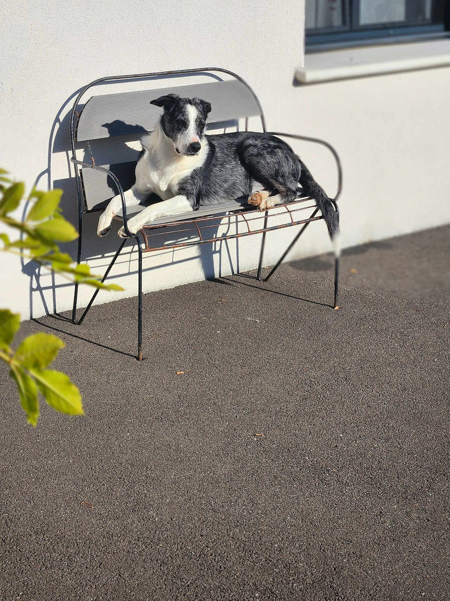 Sorgo a rejoint le concours — aidez-le/la à gagner de superbes lots ! dog, bench, outdoor, sunlight, shadow, black_and_white, relaxed, metal, fence, wall, leaf, nature, pavement, canine, pet, resting, animal, daylight, quiet, calm