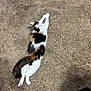 cat, calico, pet, animal, feline, indoor, carpet, relaxed, stretched_out, looking_up, fur, whiskers, tail, cute, domestic, mammal, home, resting, curious, pink_nose