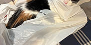 Naya joined the competition — help win amazing prizes! calico_cat, kitten, plastic_bag, bedspread, plaid_pattern, feline, indoor, pet, animal, curious, cozy, crinkly, white, black, orange, fur, ears, eyes, looking_up, resting