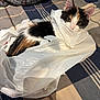 calico_cat, kitten, plastic_bag, bedspread, plaid_pattern, feline, indoor, pet, animal, curious, cozy, crinkly, white, black, orange, fur, ears, eyes, looking_up, resting