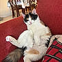 cat, calico, feline, pet, indoor, couch, red_couch, furniture, relaxed, fluffy, tail, paw, table, chair, dining_room, tablecloth, home, domestic, cozy, resting