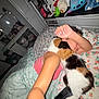 person, cat, bed, blanket, pillow, sleeps, calico_cat, arm, shelf, stuffed_animal, teddy_bear, room, night, sleeping, comfort, snuggle, floral_pattern, home, cozy, indoor