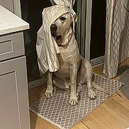 Norman is registered to the contest to win money with this photo: dog, curtain, mat, wooden_floor, kitchen, cabinet, pet, indoors, light_brown_dog, tongue_out, curtain_pattern, playful, sitting, home, floor_vent, fabric, domestic_animal, funny, curtain_draped, animal