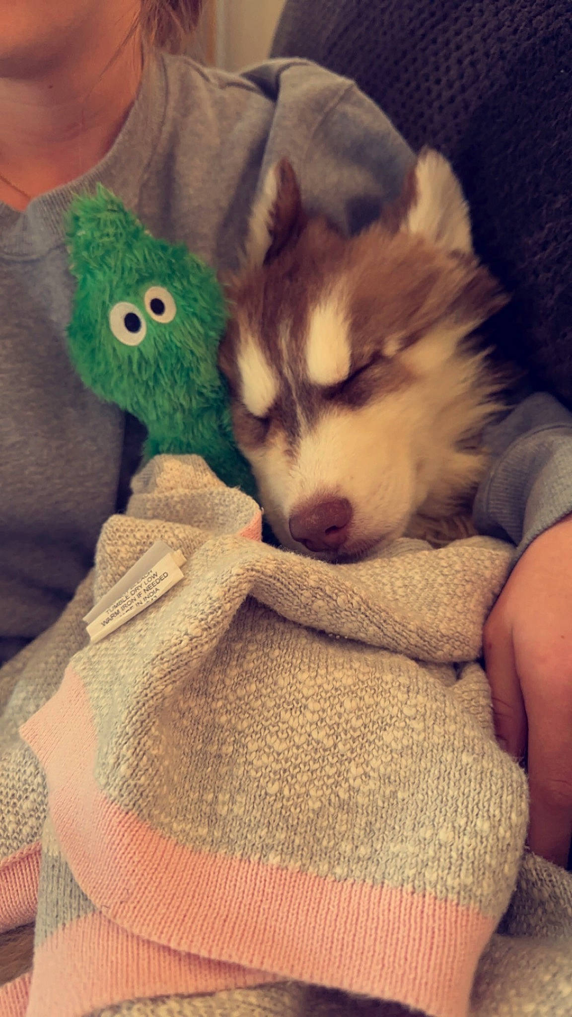 Finn is registered to the contest to win money with this photo: canidae, carnivore, comfort, companion_dog, dog, dog_breed, fawn, felidae, foot, fur, paw, plush, small_to_medium_sized_cats, snout, stuffed_toy, tail, toy, toy_dog, whiskers, wool