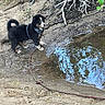 Vandal participe au concours pour gagner de l'argent avec cette photo : puppy, dog, mud, water, pond, leash, tree_roots, outdoor, nature, reflection, black_and_white, fur, curious, animal, young_dog, wet_paws, earth, leaves, small_body_of_water, canine