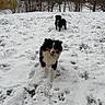 dog, snow, outdoor, winter, field, grass, animal, canine, playful, nature, bare_trees, landscape, pet, fur, walking, cold, daytime, two_dogs, happy, running