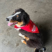 Vandal participe au concours pour gagner de l'argent avec cette photo : dog, bandana, red_bandana, panting, happy, sitting, concrete_floor, black_fur, white_fur, tan_fur, tongue_out, pet, canine, indoor, leash, closeup, looking_up, fur, paw_prints, animal