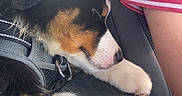 Vandal a rejoint le concours — aidez-le/la à gagner de superbes lots ! arm, black_fur, brown_fur, car_seat, close_up, collar, cozy, daylight, dog, harness, indoor, leather_seat, nap, paw, person, puppy, red_shirt, seat_stitching, sleeping, white_fur