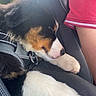 Vandal a rejoint le concours — aidez-le/la à gagner de superbes lots ! dog, puppy, sleeping, car_seat, black_fur, white_fur, brown_fur, collar, harness, paw, person, red_shirt, arm, seat_stitching, leather_seat, nap, cozy, indoor, daylight, close_up