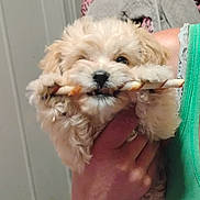 Joey joined the competition — help win amazing prizes! puppy, dog, pet, cute, fluffy, indoor, person, hand, green_clothing, chew_stick, playing, small_dog, light_brown, white_paws, furry, cuddly, close_up, holding, bed, blanket