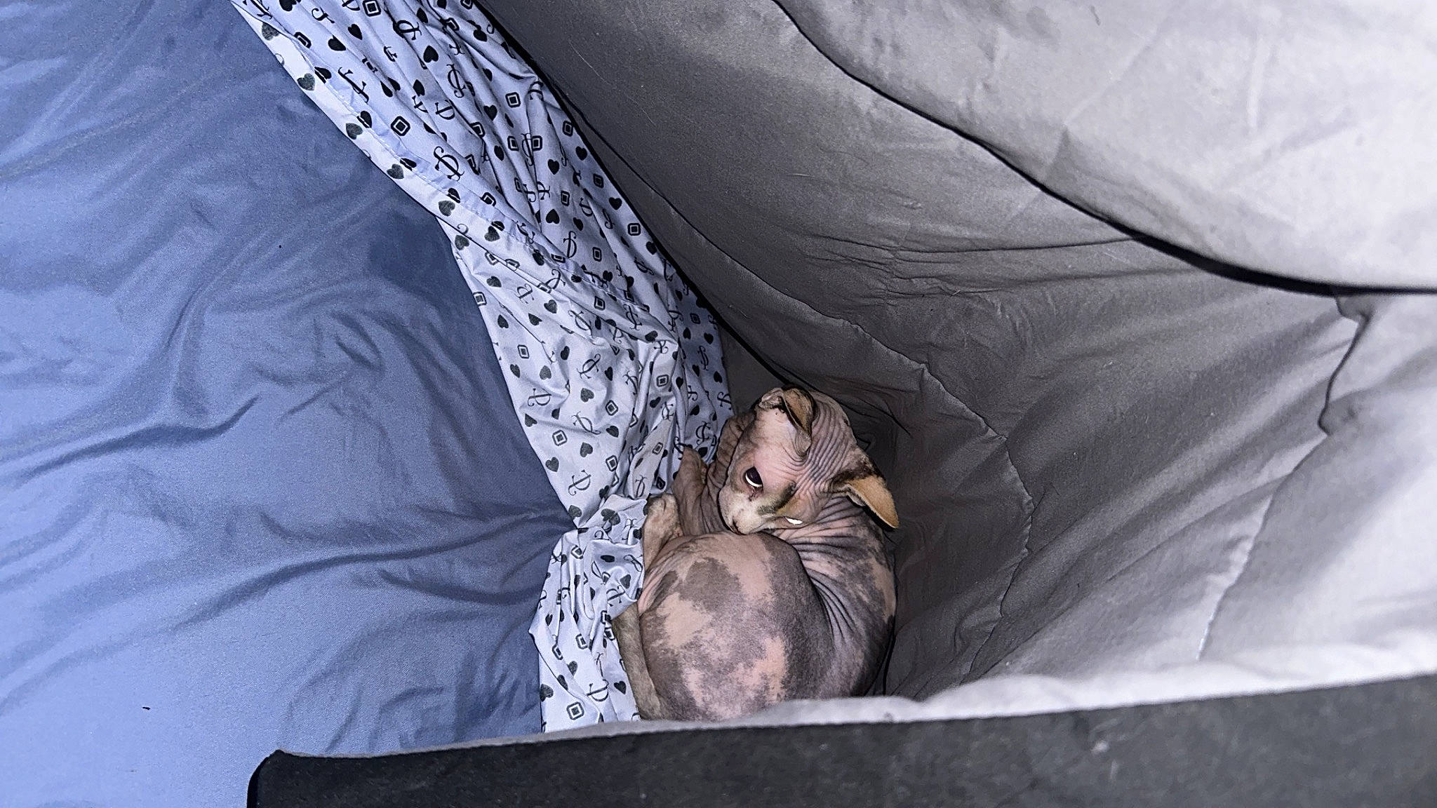 Lacey joined the competition — help win amazing prizes! auto_part, bedding, bedtime, car_seat, child, comfort, felidae, foot, fur, human_body, human_leg, linens, nap, sitting, sleep, textile, thigh, tree