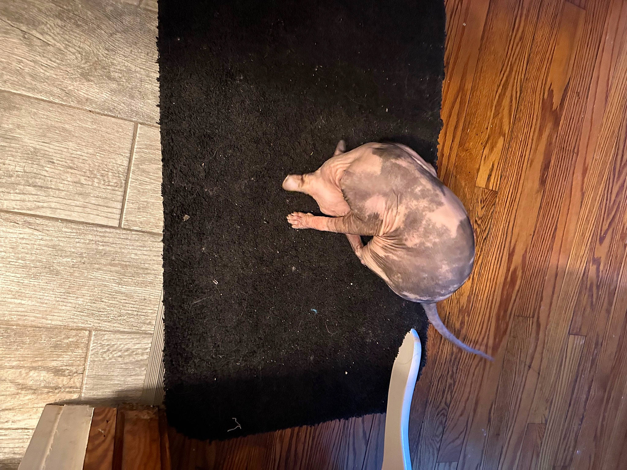 Lacey is registered to the contest to win money with this photo: beak, bird, fashion_accessory, feather, fish, floor, flooring, fur, hardwood, linens, metal, paper, plank, plywood, table, tail, umbrella, wing, wood, wood_stain