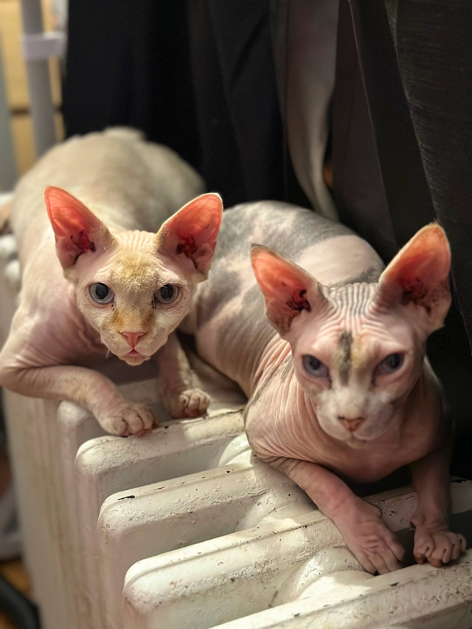 Lacey is registered to the contest to win money with this photo: carmine, carnivore, cat, creative_arts, donskoy, fawn, felidae, peterbald, small_to_medium_sized_cats, snout, sphynx, whiskers