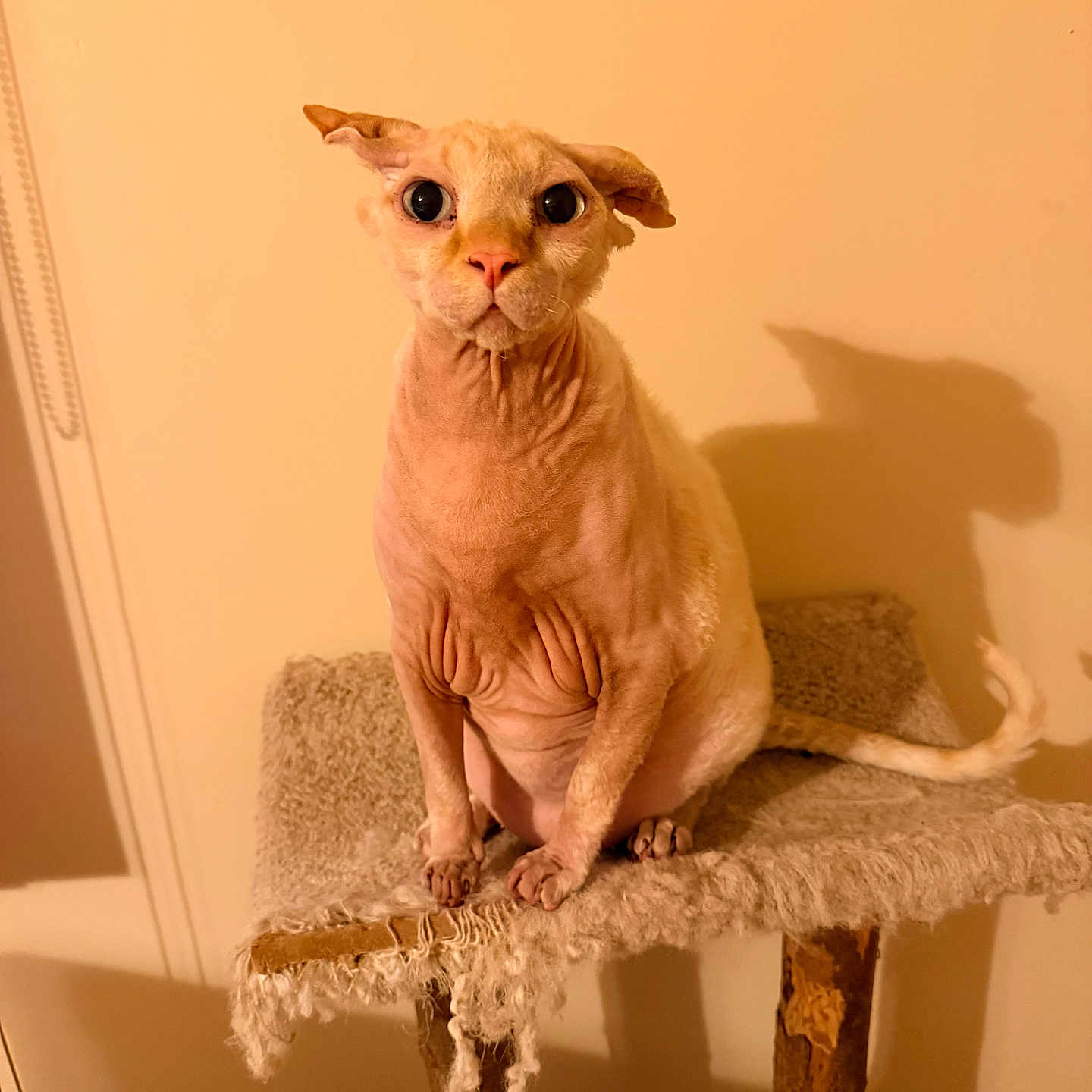 Winston is registered to the contest to win money with this photo: cat, hairless_cat, sphinx_cat, pet, indoor, cat_tree, furniture, shadow, wall, wrinkles, animal, cute, sitting, looking, ears, tail, close_up, orange_tint, texture, cozy