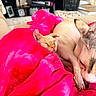 cat, sphynx_cat, hairless_cat, pink_blanket, sleeping, cozy, indoor, pet, animal, feline, curious, resting, closeup, couch, living_room, domestic_animal, warm, cute, companionship, relaxed
