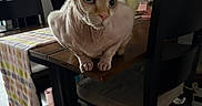Winston is registered to the contest to win money with this photo: animal, cat, chair, cozy, curious, decor, domestic_animal, flower, furniture, hairless_cat, home, indoor, looking, pet, pink_tulips, plant, table, table_runner, vase, wooden_table