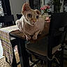 hairless_cat, cat, table, chair, indoor, furniture, plant, vase, flower, pink_tulips, table_runner, wooden_table, curious, pet, domestic_animal, cozy, home, decor, animal, looking