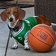 Kelso joined the competition — help win amazing prizes! dog, dachshund, sports_jersey, basketball, outdoor, concrete, pet, animal, brown, white, collar, basketball_ball, wicker_furniture, playful, summer, sunlight, sidewalk, cute, small_dog, domestic_animal