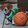 dog, dachshund, sports_jersey, basketball, outdoor, concrete, pet, animal, brown, white, collar, basketball_ball, wicker_furniture, playful, summer, sunlight, sidewalk, cute, small_dog, domestic_animal