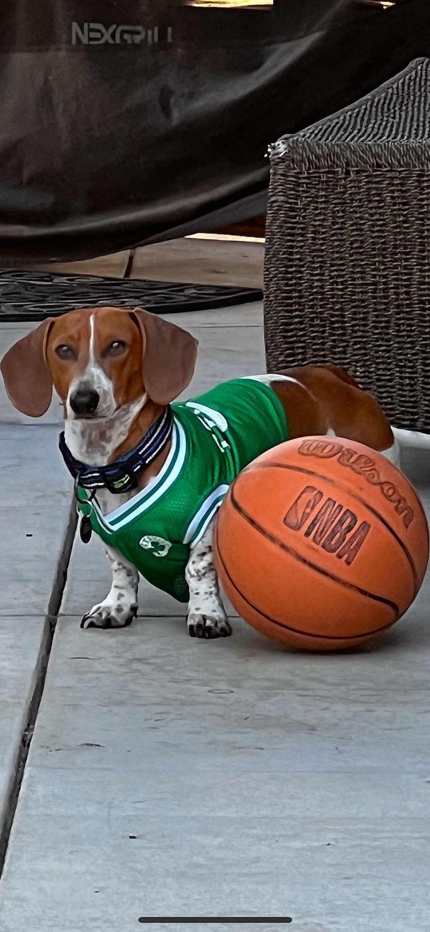 Kelso joined the competition — help win amazing prizes! dog, dachshund, sports_jersey, basketball, outdoor, concrete, pet, animal, brown, white, collar, basketball_ball, wicker_furniture, playful, summer, sunlight, sidewalk, cute, small_dog, domestic_animal