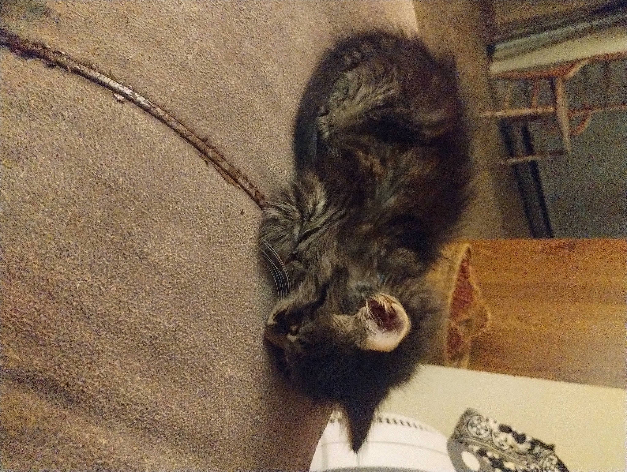 Nova joined the competition — help win amazing prizes! black_cat, canidae, carnivore, cat, claw, comfort, domestic_short_haired_cat, felidae, flooring, foot, fur, grey, hardwood, human_leg, paw, small_to_medium_sized_cats, snout, tail, whiskers, wood