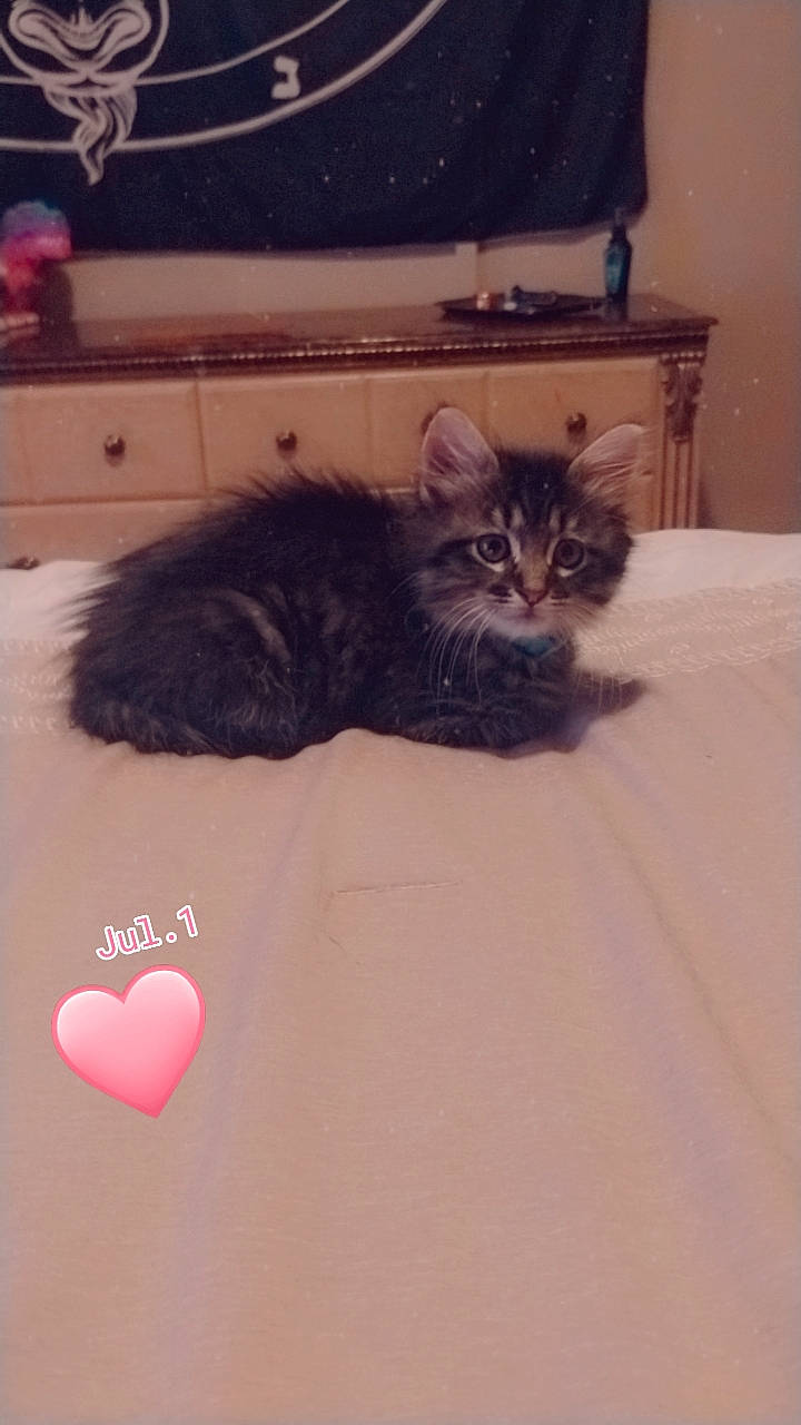 Nova is registered to the contest to win money with this photo: cabinetry, carnivore, cat, chest_of_drawers, comfort, domestic_short_haired_cat, felidae, floor, flooring, fur, grey, hardwood, living_room, mammal, room, small_to_medium_sized_cats, tail, television, whiskers, wood