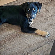 Hugo Boss joined the competition — help win amazing prizes! puppy, dog, blue_eyes, black_fur, tan_fur, floor, wood_floor, indoor, pet, canine, young_dog, curious, lying_down, collar, domestic_animal, animal, looking, ears, paw, cute