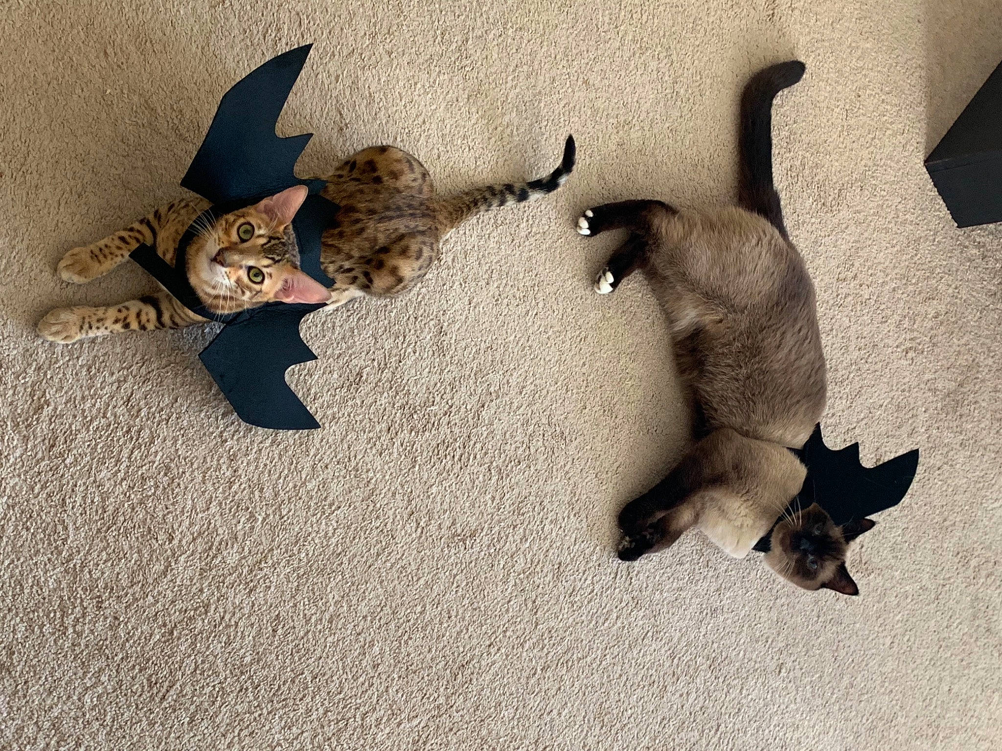 Ollie And Opie joined the competition — help win amazing prizes! carnivore, cat, domestic_short_haired_cat, felidae, fur, kitten, paw, shadow, small_to_medium_sized_cats, snout, tail, vertebrate, whiskers