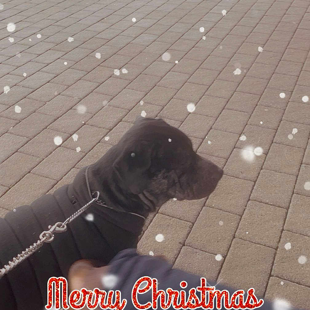 Blu is registered to the contest to win money with this photo: animal, ball, baseball, baseballball, canine, car, clothing, dog, footwear, hail, nature, outdoors, pet, puppy, shoe, snow, sport, transportation, vehicle, weather