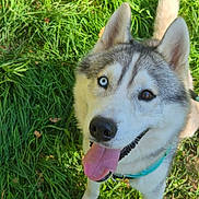 Vao participe au concours pour gagner de l'argent avec cette photo : dog, husky, siberian_husky, pet, animal, canine, blue_eyes, tongue_out, panting, ears, fur, white_fur, gray_fur, collar, leash, grass, outdoor, portrait, close_up, happy