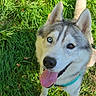 dog, husky, siberian_husky, pet, animal, canine, blue_eyes, tongue_out, panting, ears, fur, white_fur, gray_fur, collar, leash, grass, outdoor, portrait, close_up, happy